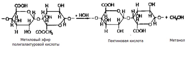 Пектиновые вещества при разваривании гидролизуются с образованием метанола