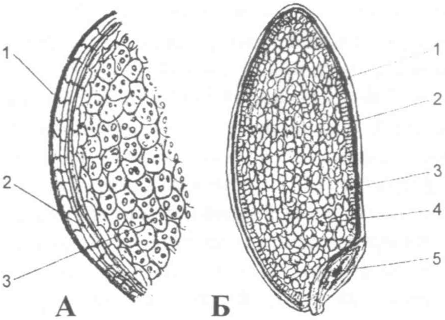 Структура корнеплода и зерновки