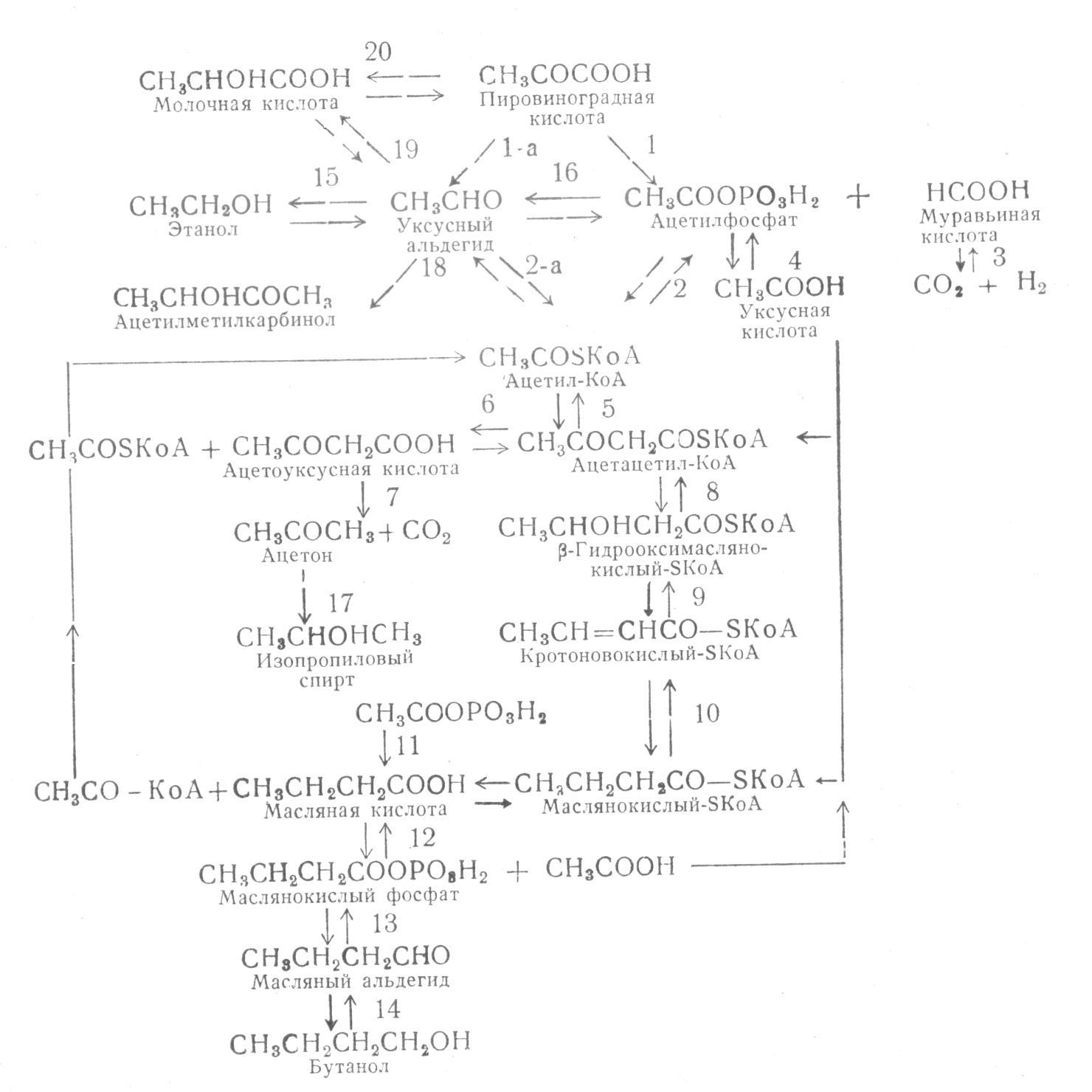Схема ацетоно-бутилового брожения